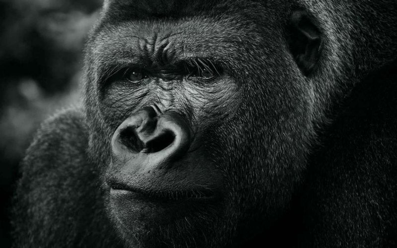 Горилла на заставку