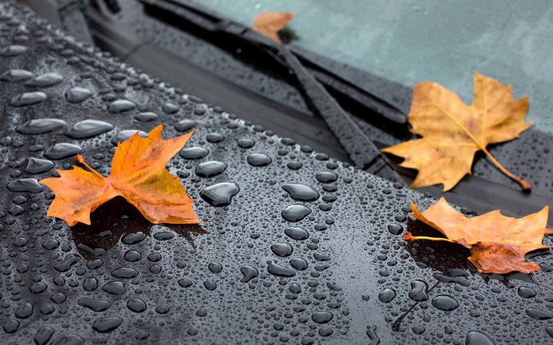 Дождливая осень