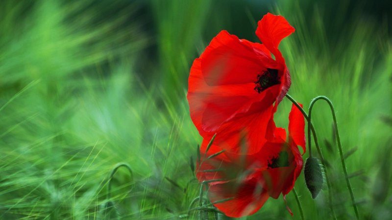 Картинки на рабочий стол маки