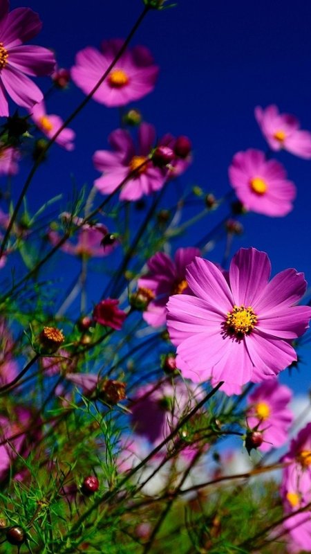 Красивые цветочки