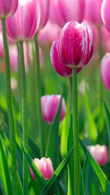 Весенние цветы