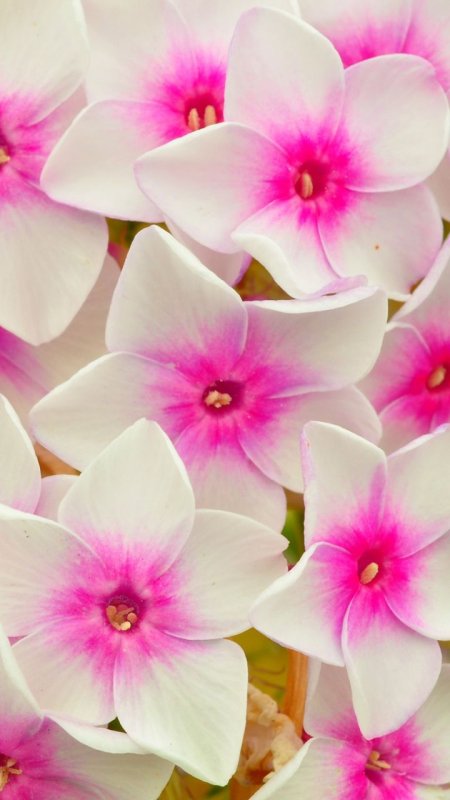 Флоксы макро