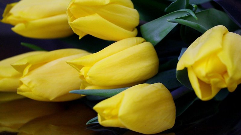 Тюльпан Йеллоу мастер