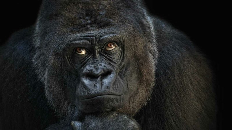 Морда обезьяны