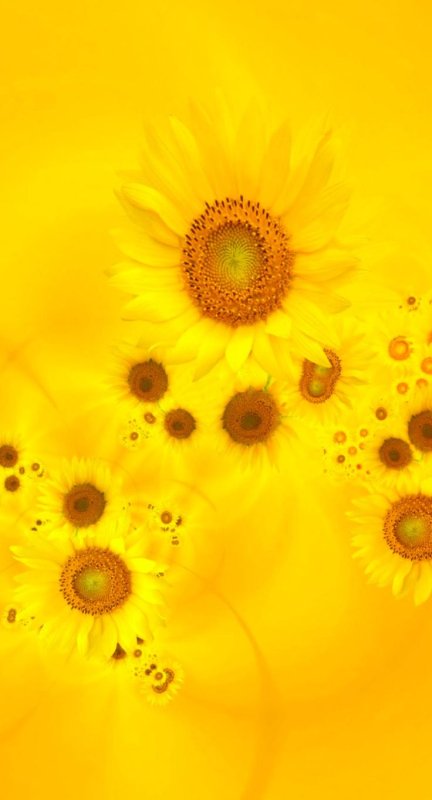 Яркие желтые цветы