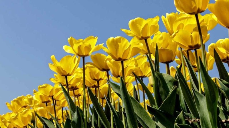 Желтая тюль