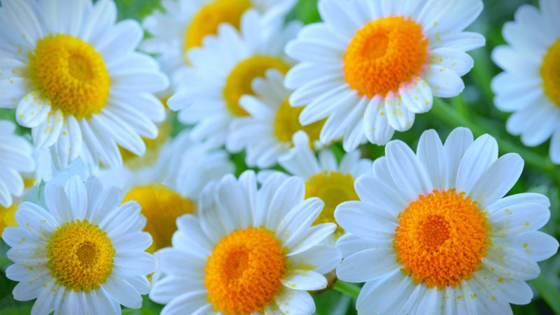Фон ромашки