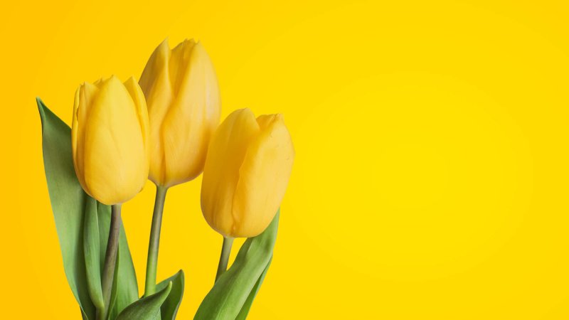 Тюльпаны фон