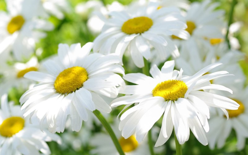 Ромашки обои