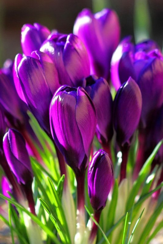 Крокусы сиреневые