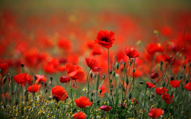 Красивые маки