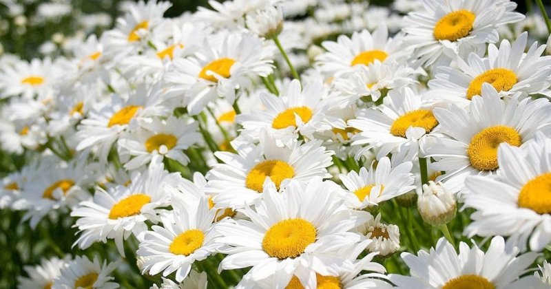 Ромашка цветы