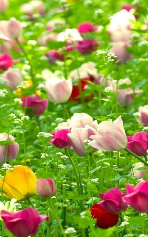 Летние розы