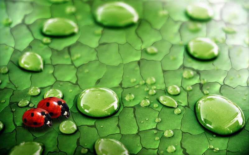 Красивые обои на рабочий стол