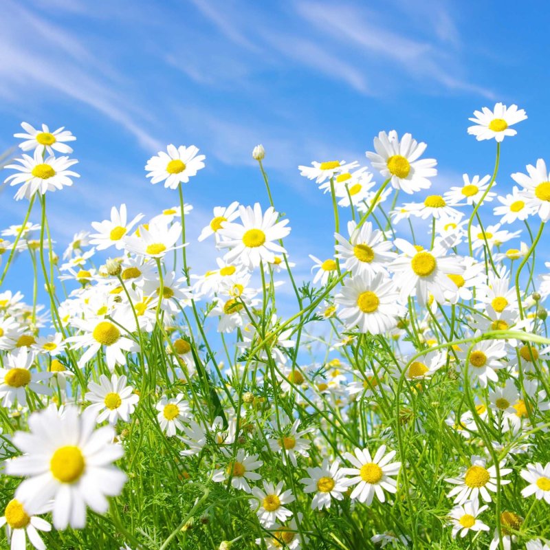 Полевые цветы