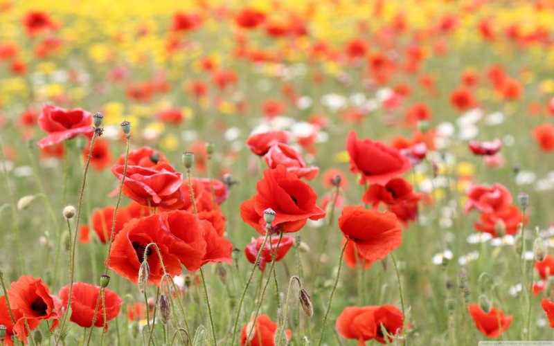 Маковое поле
