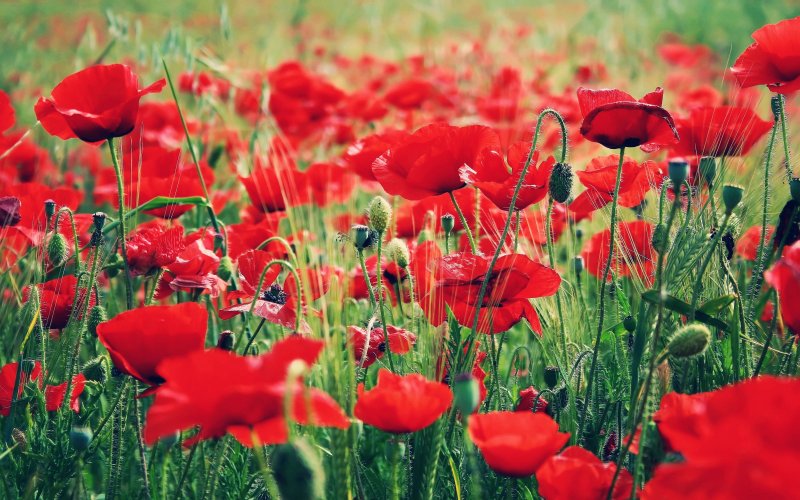 Красивые маки