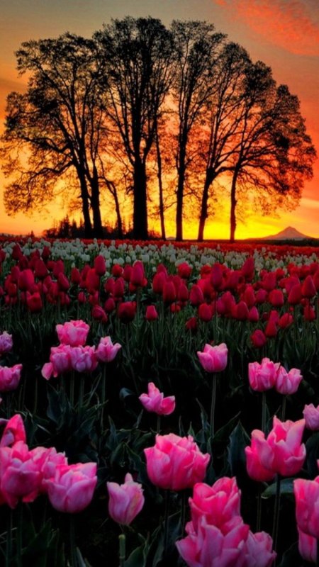 Тюльпаны в природе