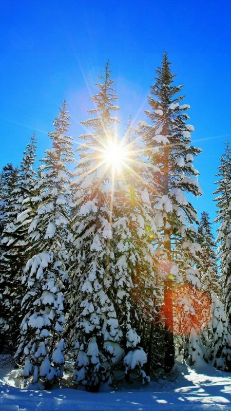 Красивый зимний лес