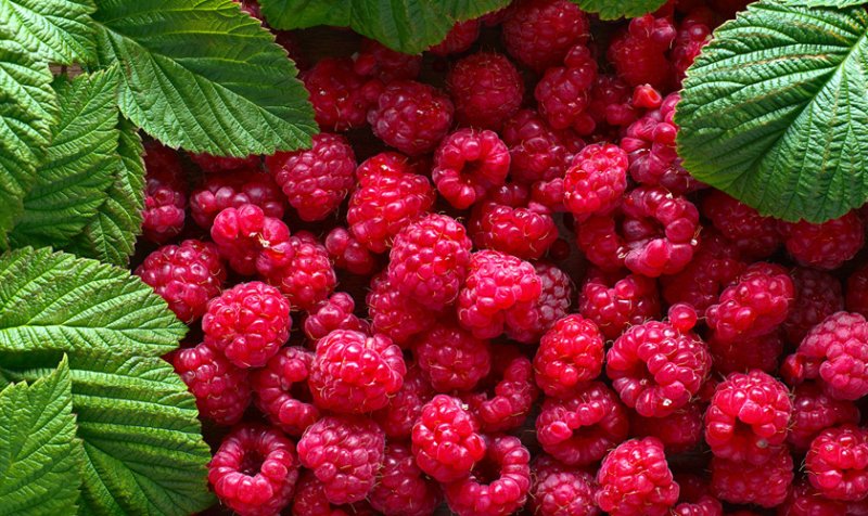 Малина Брайс