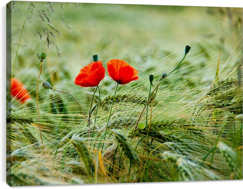 Полевые цветы