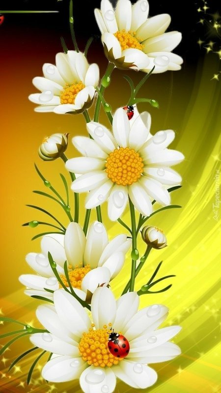 Открытки с ромашками