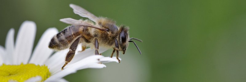 Среднерусская медоносная пчела