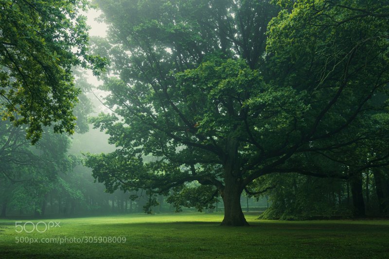 Красивое зеленое дерево