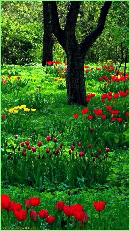 Природа цветы