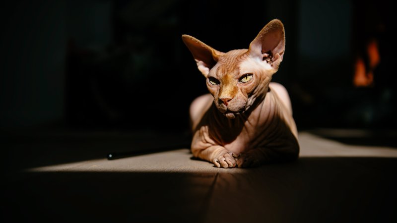 Донской сфинкс