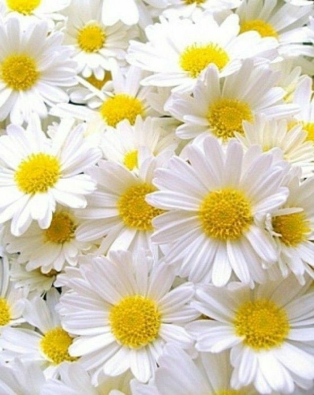 Очень красивые ромашки