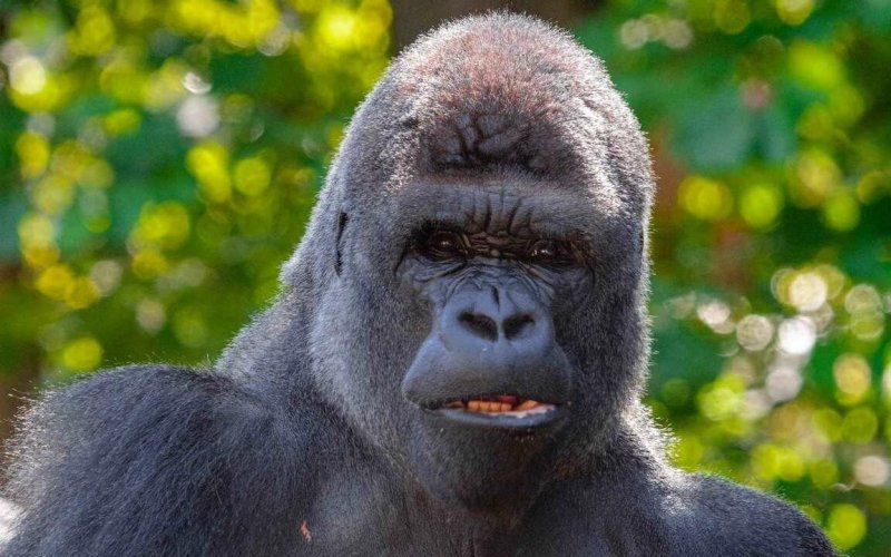 Никита горилла