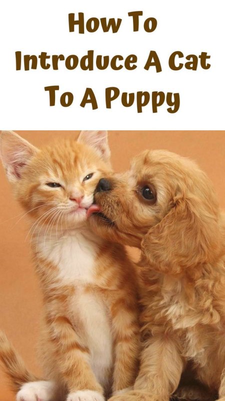 Собачки и кошечки