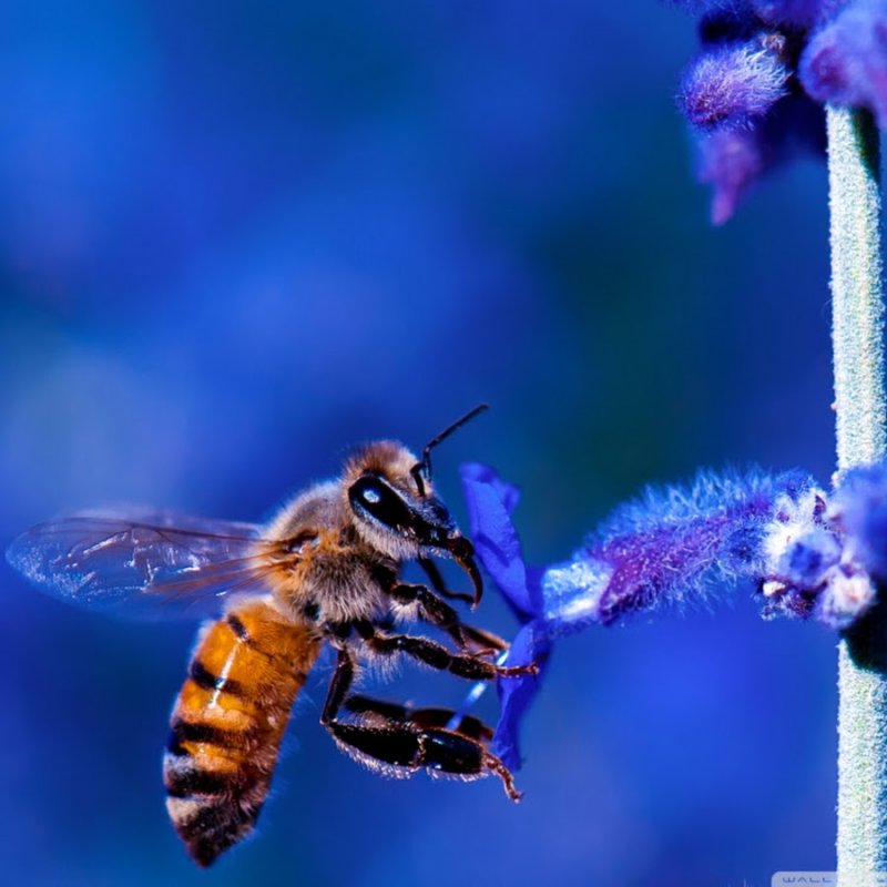 Синяя пчела