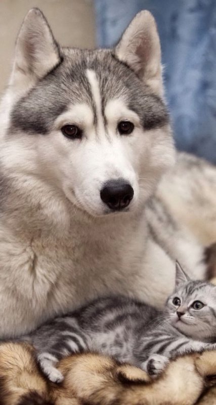 Обои с собаками