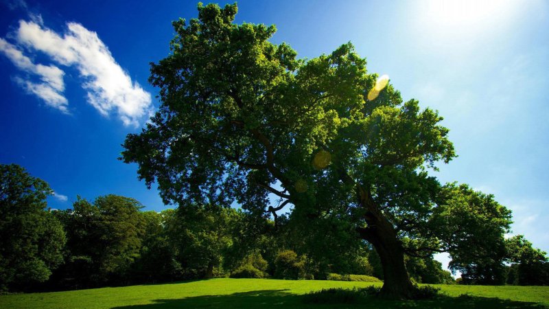 Ангельский дуб Южная Каролина