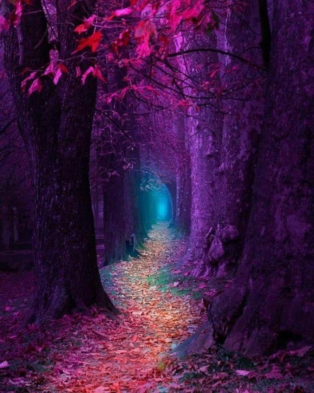 Сказочный лес фиолетовый
