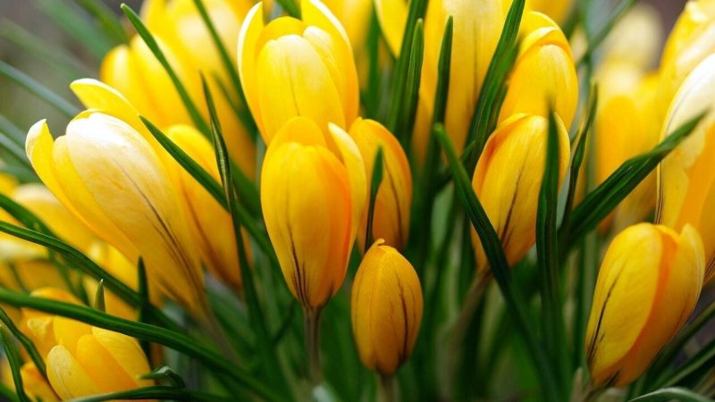 Крокусы и Мимоза