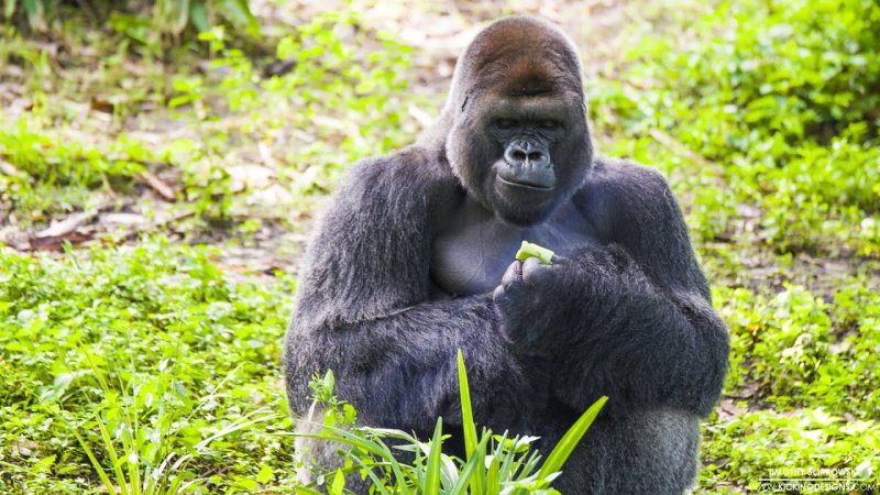 Горилла и шимпанзе