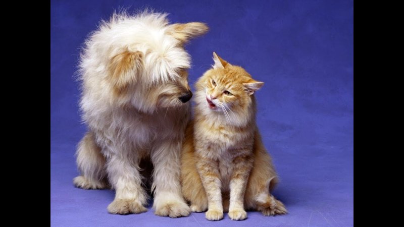 Кошки и собаки