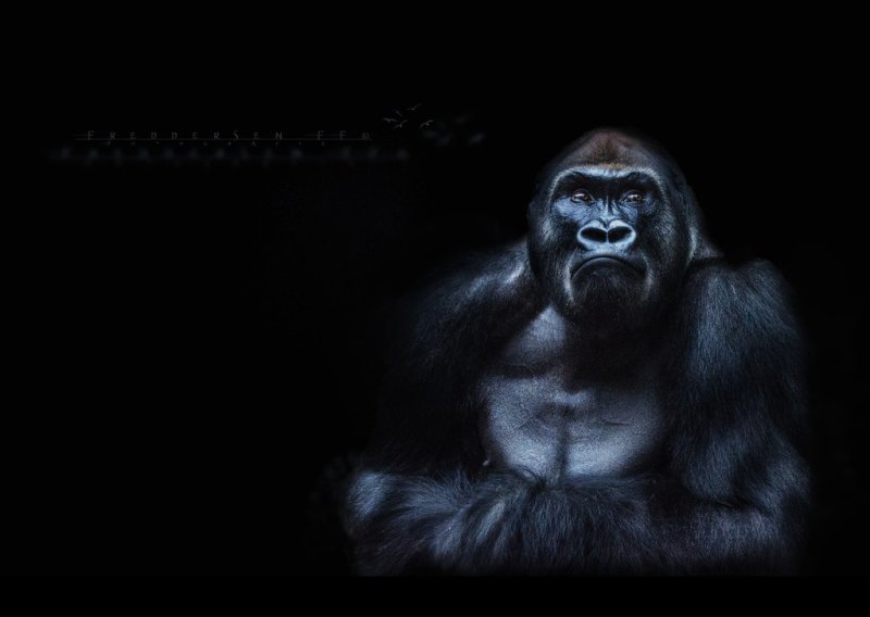 Горилла обои