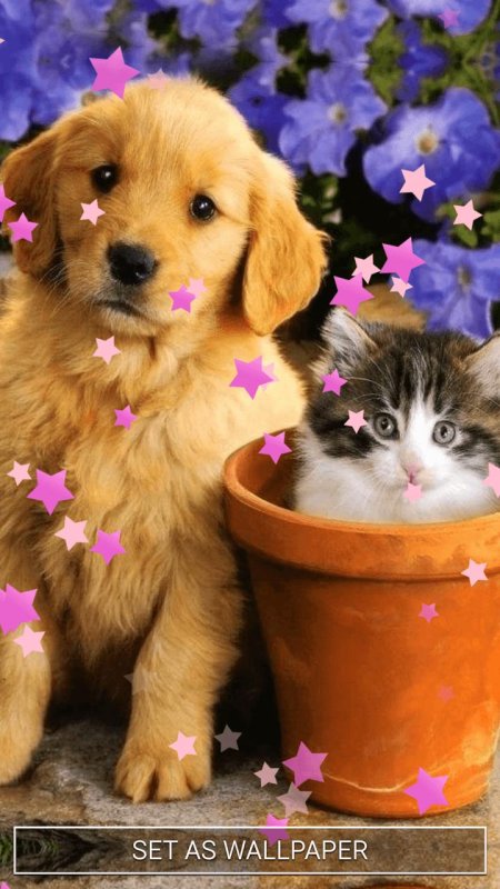 Собачки и кошечки