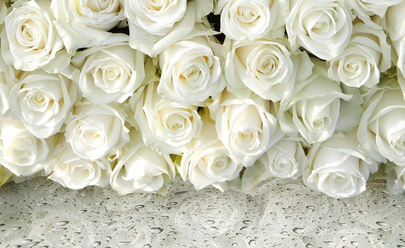 Красивые белые розы