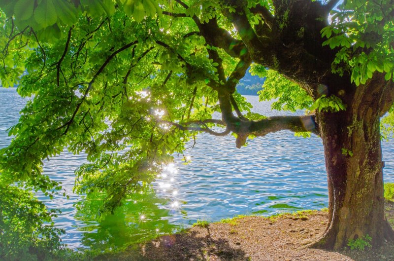 Дерево над водой