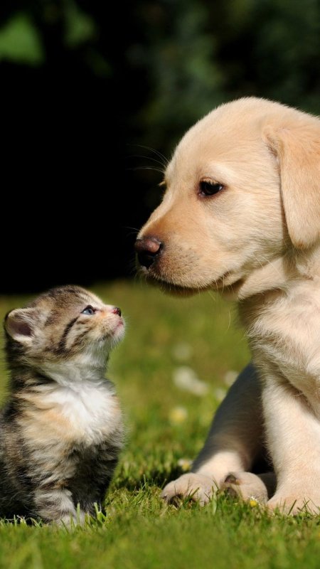 Щенок и котенок
