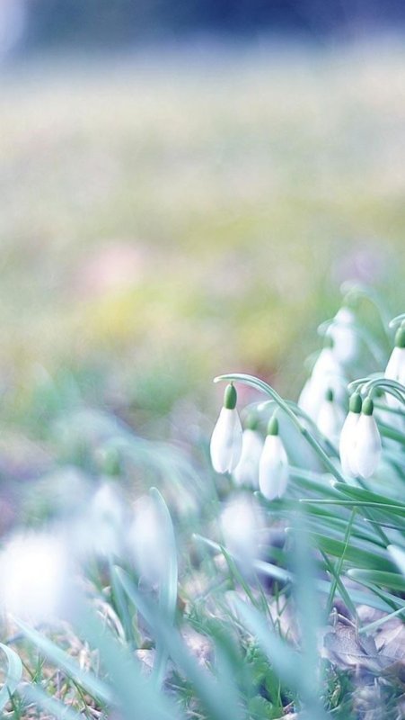 Весна подснежники