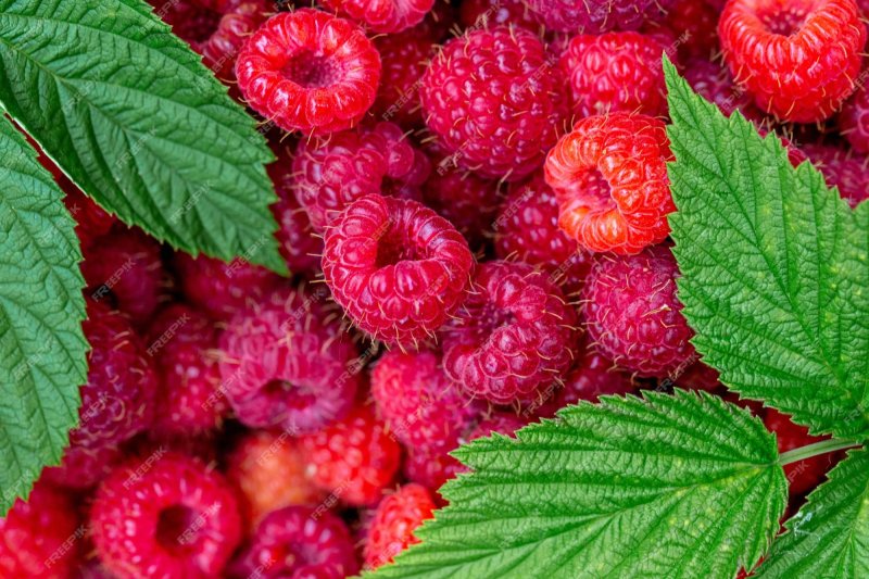 Ягода малина