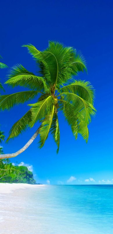 Пальмы песок