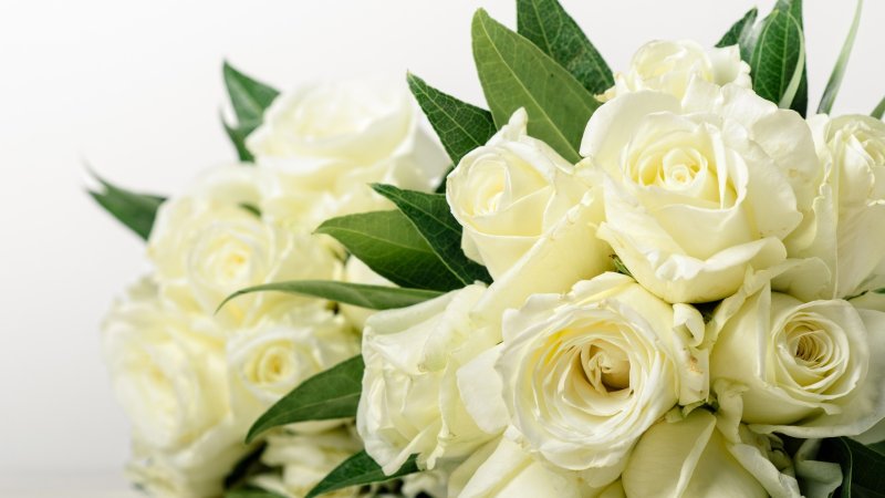 Роза Вайт Роуз