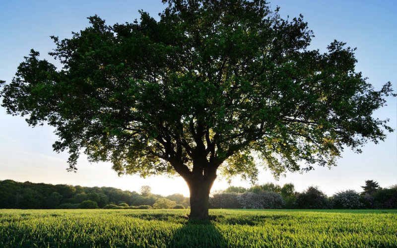 Ветвистое дерево